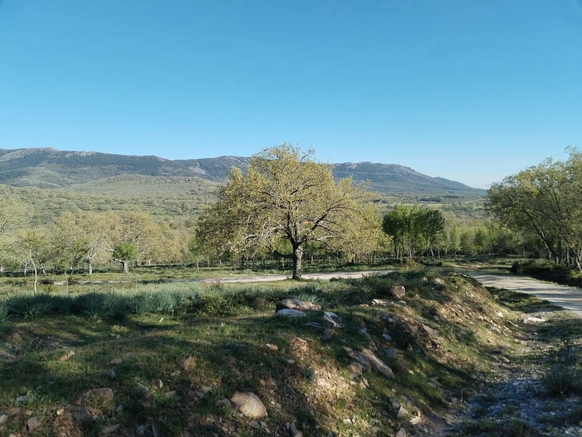 Ruta por la Dehesa Boyal de Montejo