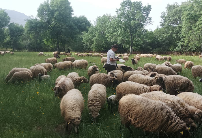 ovejas en la Granja Prados Montes