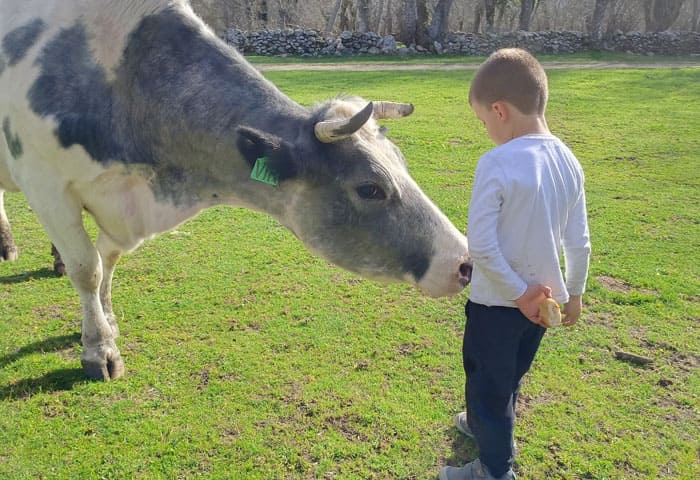 niño alimentando a una vaca en Granjala Mítica