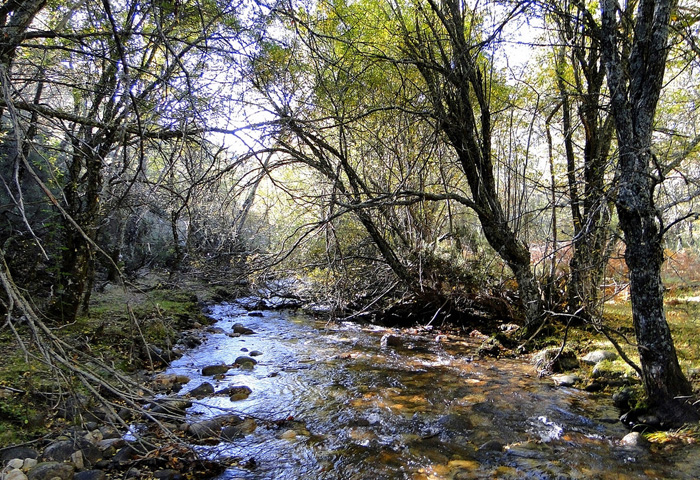 imagen del hayedo de montejo