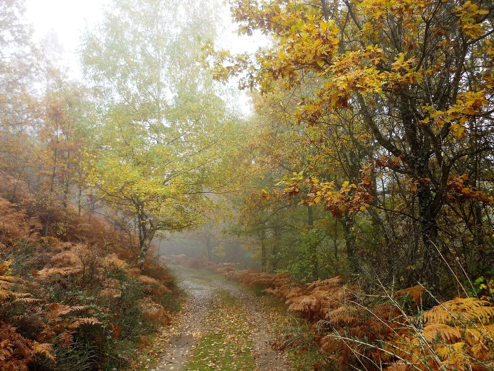 Vista de un camino rodeado de árboles, creando un ambiente natural y tranquilo.