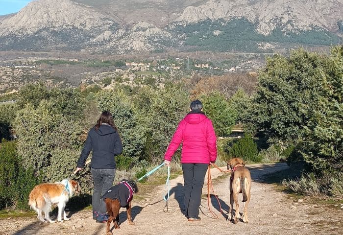 personas caminando con sus perros durante una ruta