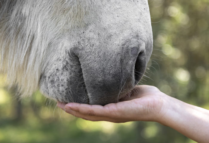 burro con la nariz apoyada en la mano de una persona