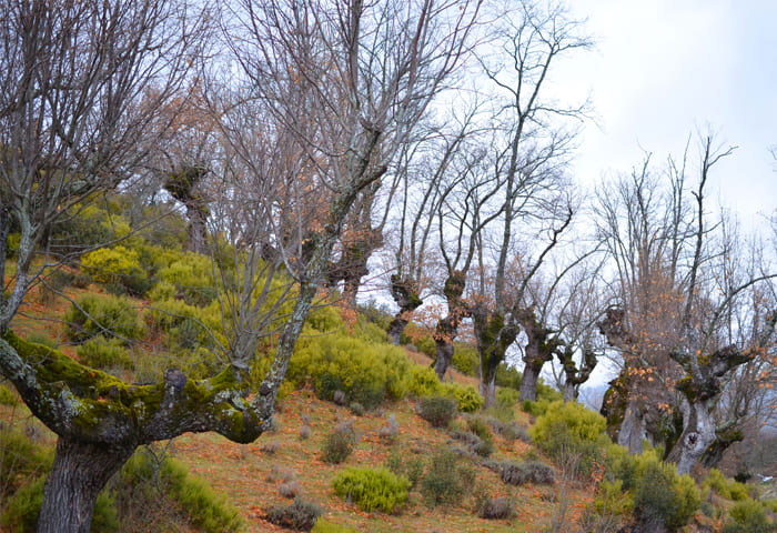 Paisaje cultural con robles centenarios.