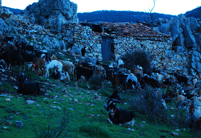 cabras pastando en el monte durante la ruta de pastoreo extensivo