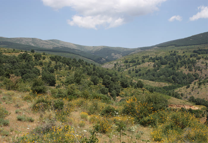 Senda ornitológica rodeada de naturaleza