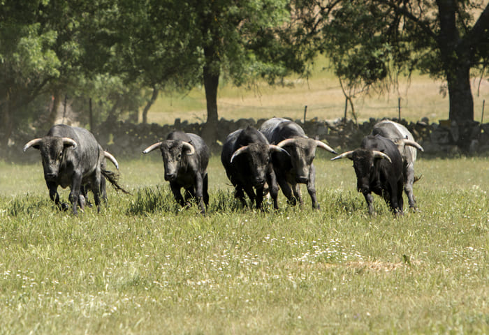 Grupo de toros en un campo abierto de la Ganadería Guzmán.