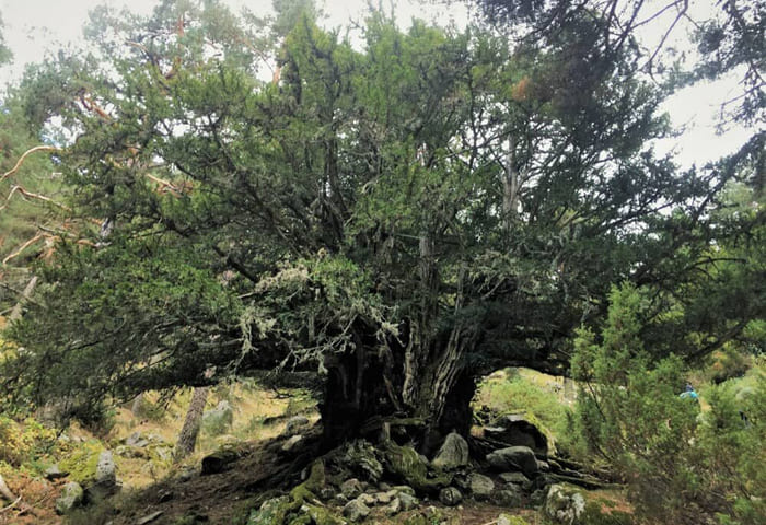 Vista del tejo milenario, un árbol antiguo y majestuoso rodeado de vegetación.