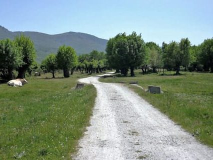 Vista de un camino de tierra flanqueado por césped verde.