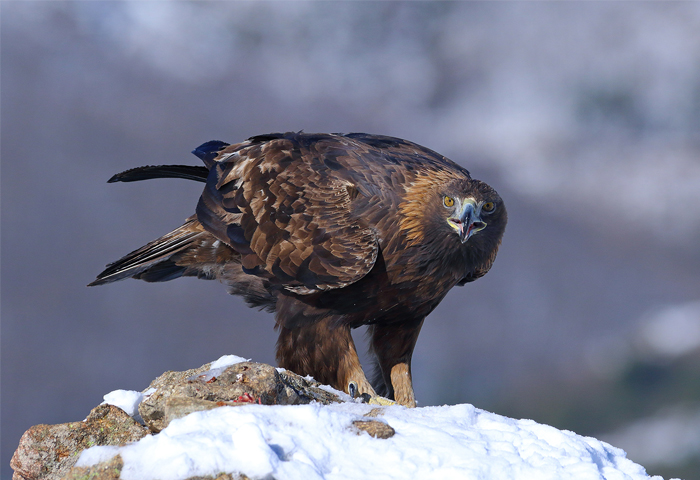 La imagen muestra la fotografía de un águila