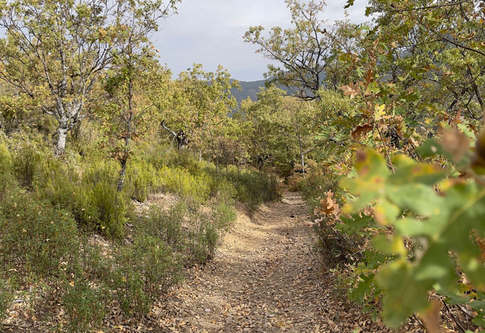 Camino de plantas