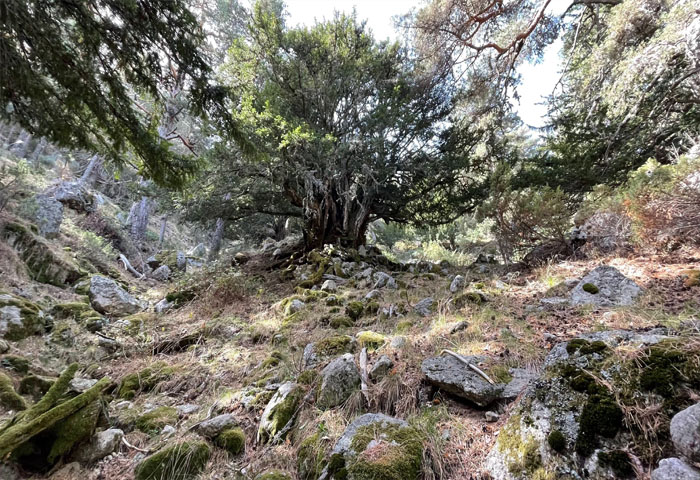 Árbol en bosque