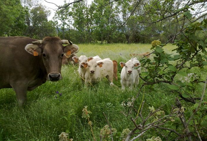 vacas-madarcos