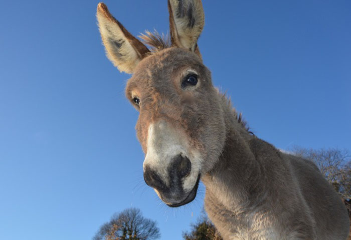 Burro sonriente