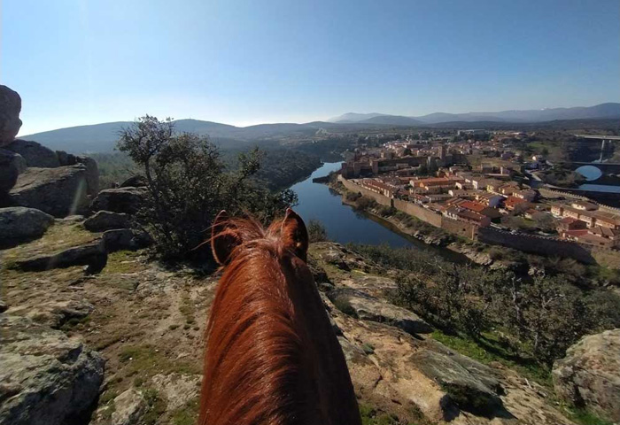 Caballo observador