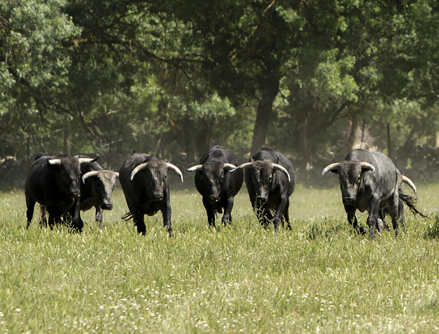 Manada de toros