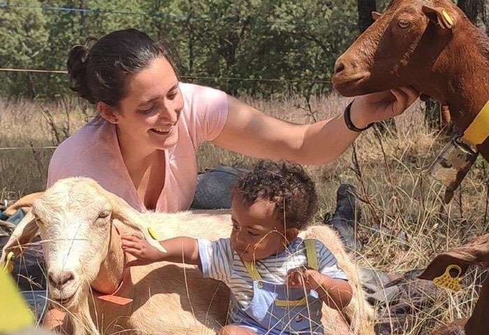 Corderos domesticados