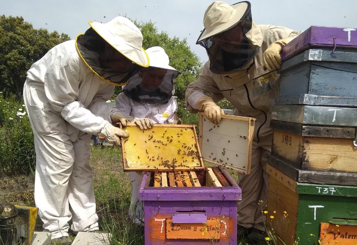 Apicultores abejas