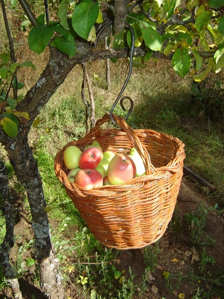 recolección-huerta