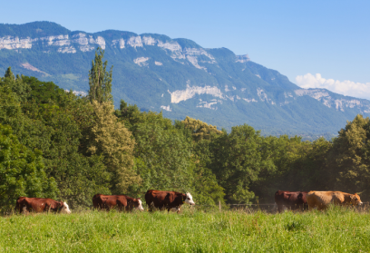 Las Mejores Granjas para una Experiencia Rural Inolvidable